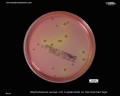 colonies of staphylococci on mannitol salt agar