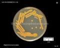 staphylococcus aureus on brain heart infusion agar