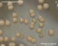 klebsiella pneumoniae colonies appearance on tryptic soy agar